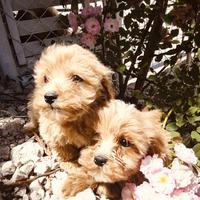 Cuccioli di Maltipoo Dip IMMEDIATA