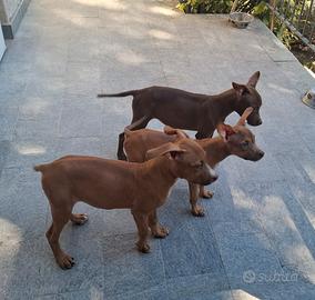 Cuccioli pitbull