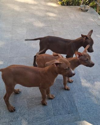 Cuccioli pitbull