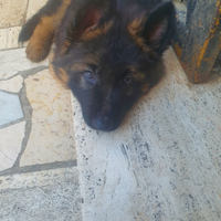 Cuccioli pastore tedesco