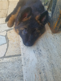 Cuccioli pastore tedesco
