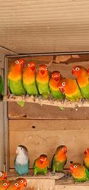 Inseparabili fischer
