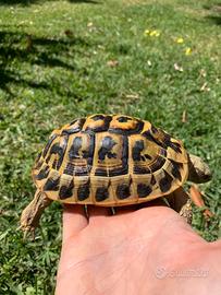 Tartaruga Testudo Hermanni Hermanni femmina