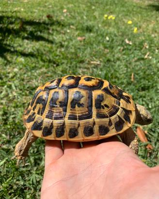 Tartaruga Testudo Hermanni Hermanni femmina