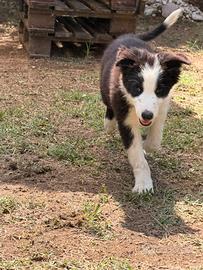 Cucciolo maschio di Border Collie