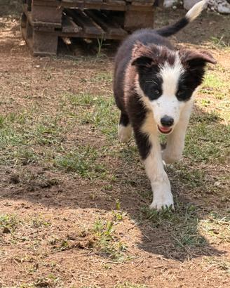 Cucciolo maschio di Border Collie