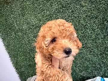 Barboncini Toy red e albicocca