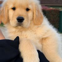 Golden Retriever linea AMERICANA cuccioli di alt