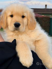 Golden Retriever linea AMERICANA cuccioli di alt