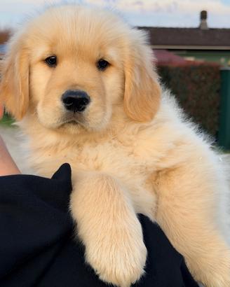 Golden Retriever linea AMERICANA cuccioli di alt