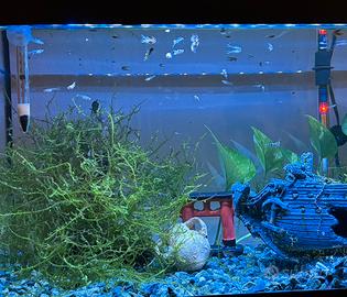 Guppy colorati (maschi, femmine e piccoli)