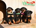 cuccioli-beauceron