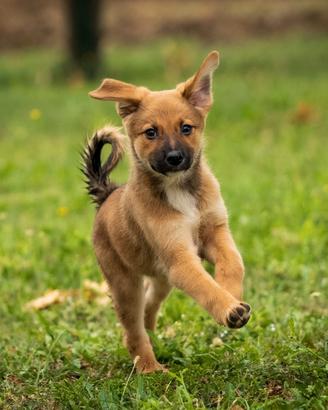 Cuccioli femmine due mesi
