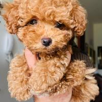 Femmina barboncina mini toy