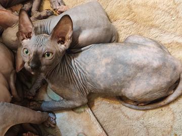 Baby Sphynx