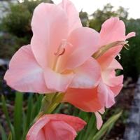 Bulbi di gladiolo arancione