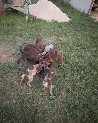 Cuccioli di bracco tedesco kurzhaar