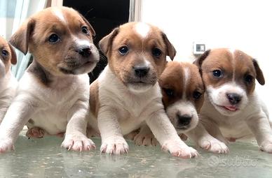 Jack russell