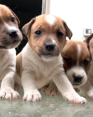 Jack russell