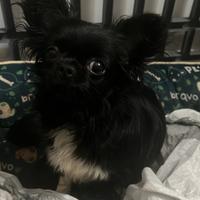 Cuccioli di chihuahua mini