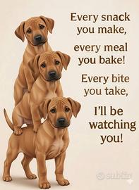 Rhodesian Ridgeback