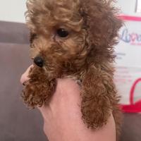 Cuccioli barboncino toy