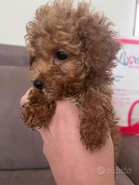 Cuccioli barboncino toy