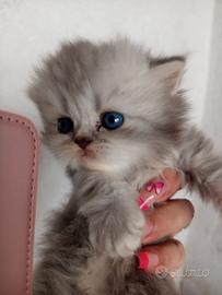 Gatti-gattini-cuccioli-persiani