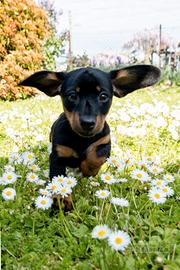 Cuccioli di bassotto tedesco nano a pelo raso