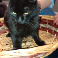 Gatto europeo di tre mesi