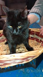 Gatto europeo di tre mesi