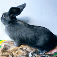 Coniglio di razza Blu di Vienna