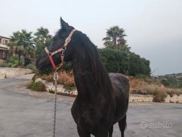 animali 