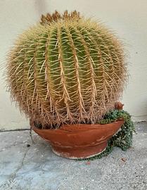 pianta grassa echinocactus grusonii hildm