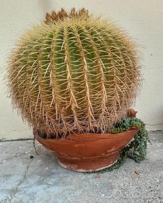 pianta grassa echinocactus grusonii hildm