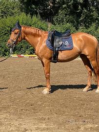 Pony Femmina