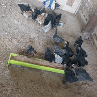 Pulcini di.marans,moroseta,aracauna