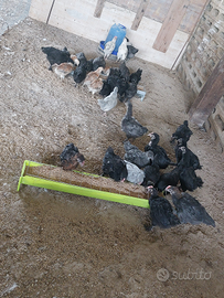 Pulcini di.marans,moroseta,aracauna