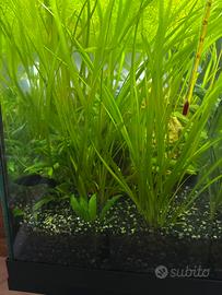 Piante Acquatiche