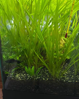 Piante Acquatiche