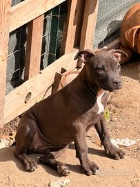 American PiTBull UKC