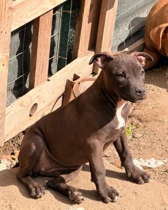 American PiTBull UKC