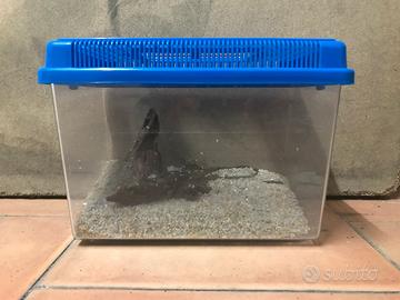 Mini Acquario pesci e gamberetti