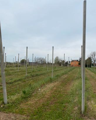 Pali Frutteto in REGAL0