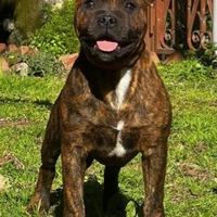 Staffordschire bull terrier