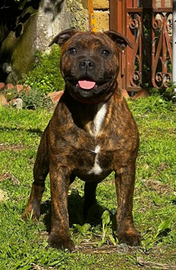 Staffordschire bull terrier