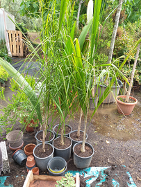 Piante cocos