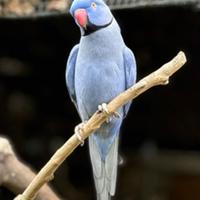 Pulli-parrocchetti Dal collare,da svezzare a mano