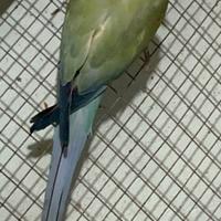 Parrocchetti dal collare