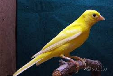 C.e.r.c.o. spagnoli in blocco